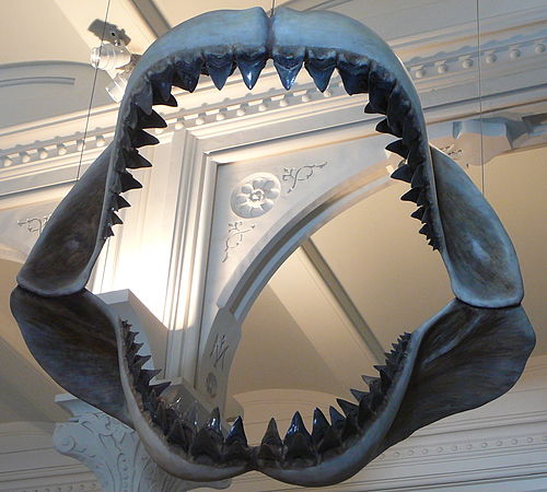 megalodon jaws